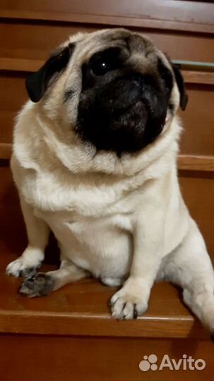 Мопс для Дам