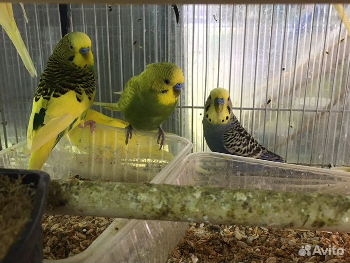 Попугаи молодь