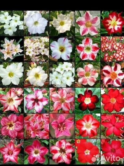 Адениумы микс