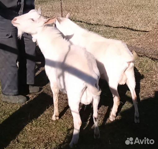 Козлики на племя (зааненская)