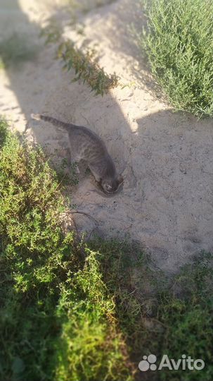 Кошки в добрые руки