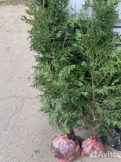 Черенки туи смарагд