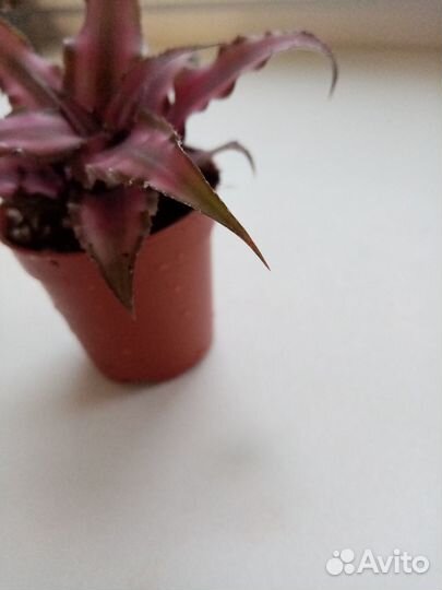 Cryptanthus Rubin Star