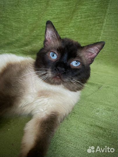 Огромный парень ищет семью