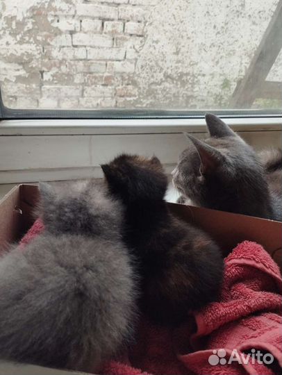 Святые котята)