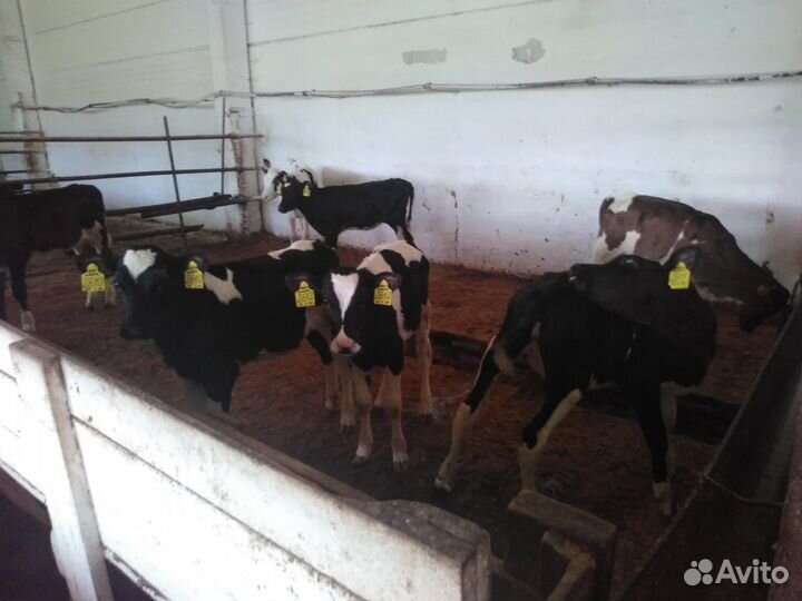 Телята бычки на откорм