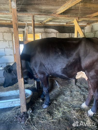 Корова на мясо