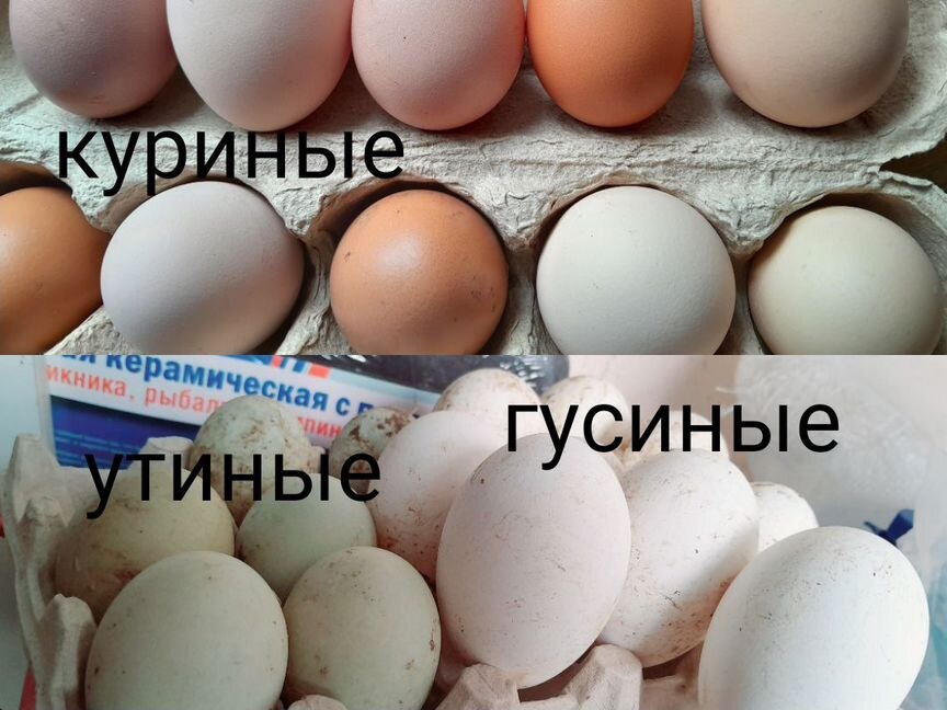 Инкубационное яйцо куриное утиное гусиное