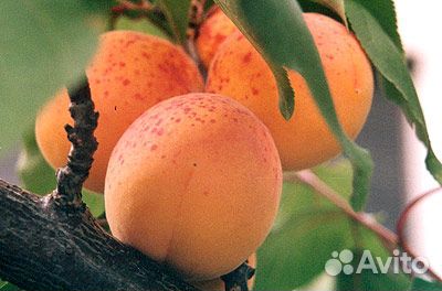 Саженцы абрикоса, персика, шарафуги