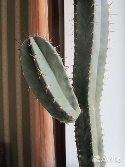 Кактус
