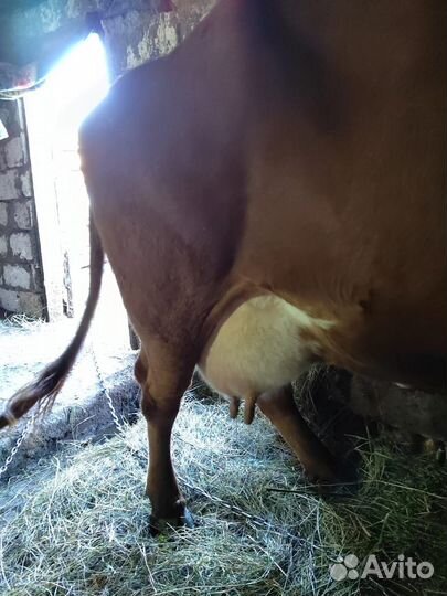 Корова высокоудойная