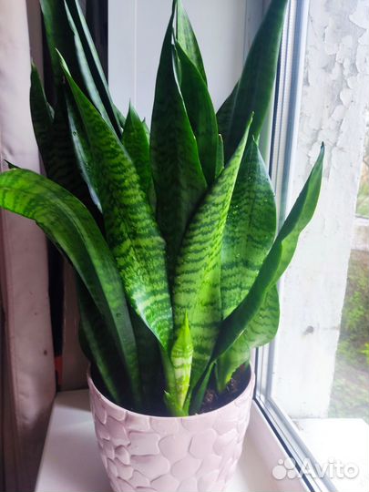 Комнатные растения цветы