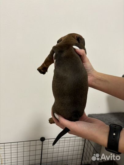 Кроличья такса (девочка)