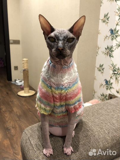 Одежда для животных