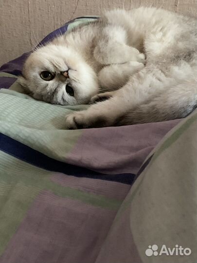Кошка на вязку