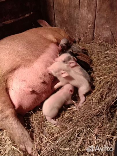 Поросята