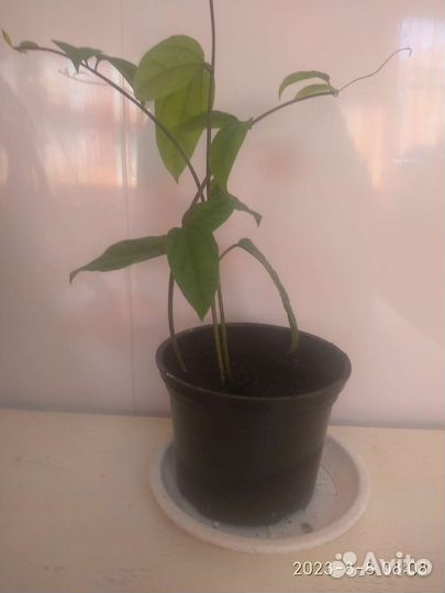 Клеродендрум томпсон