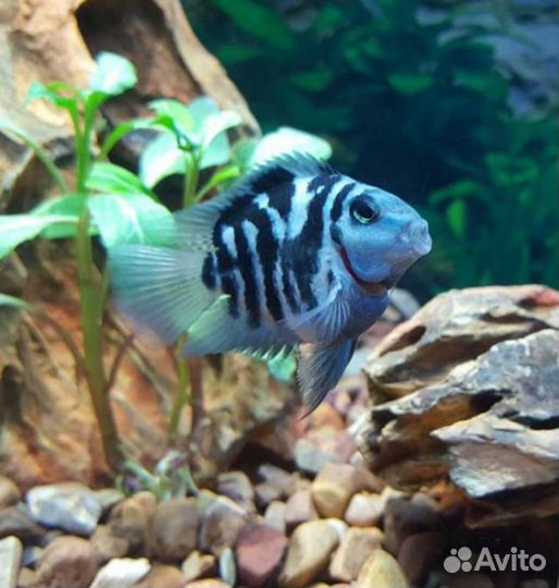 Аквариумы 35 л и 50 л