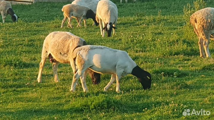 Дорпер ярки