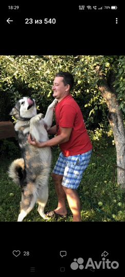 Щенки маламут в дар