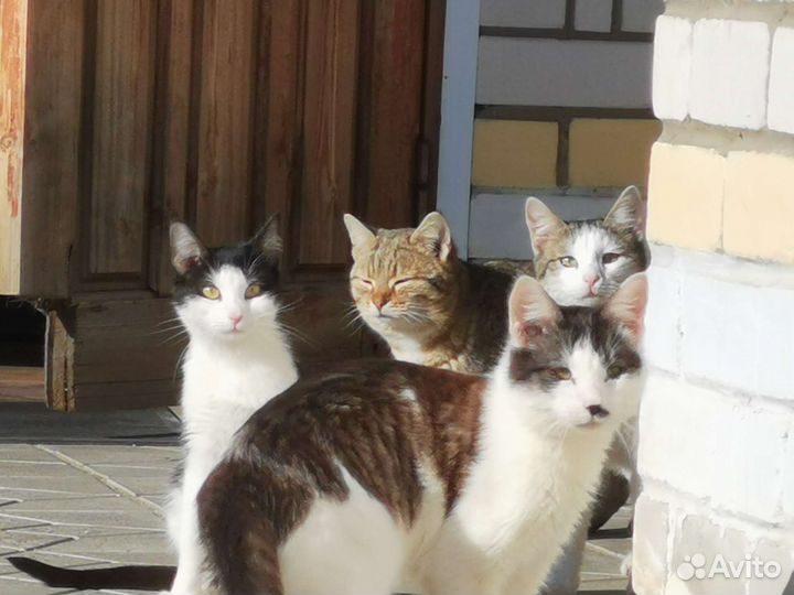 Кошки в добрые руки