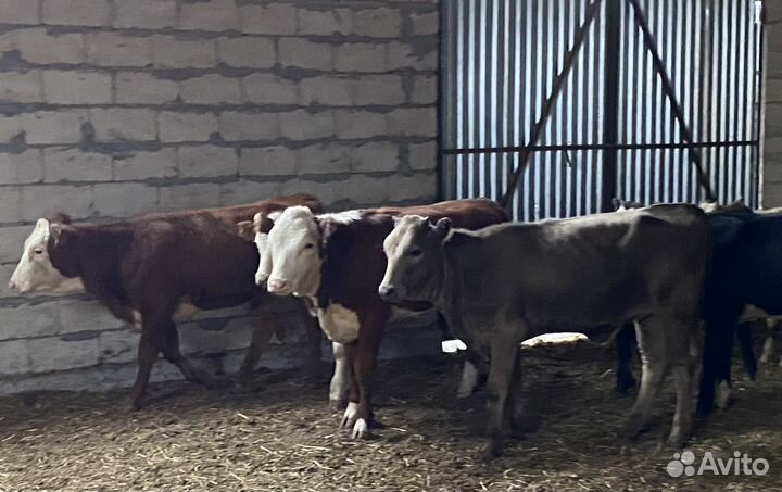Продаются телки