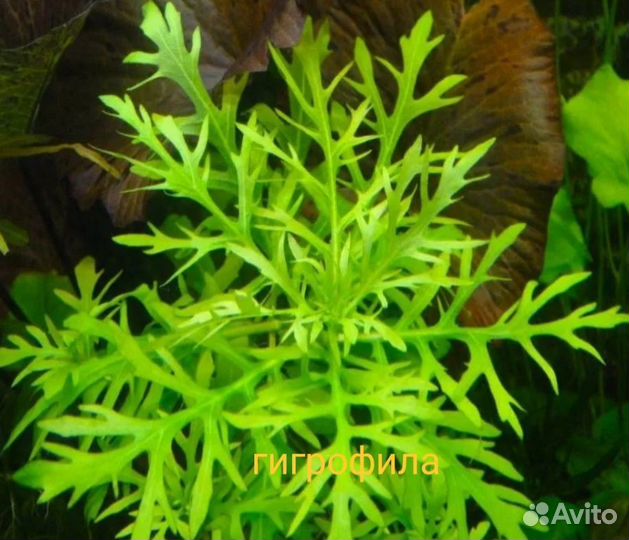 Аквариумные растения