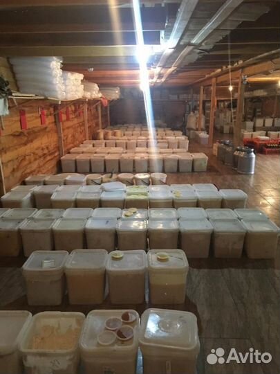 Мёд Липа Башкирия