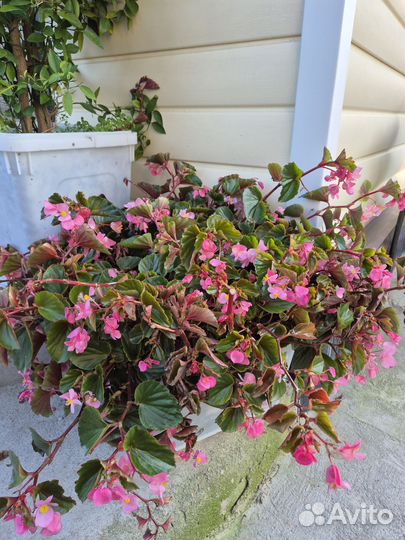 Многолетние цветы