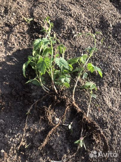 Саженцы хмеля