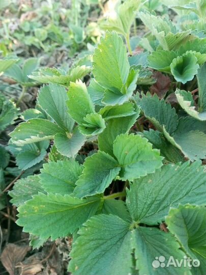 Рассада клубники фестивальная