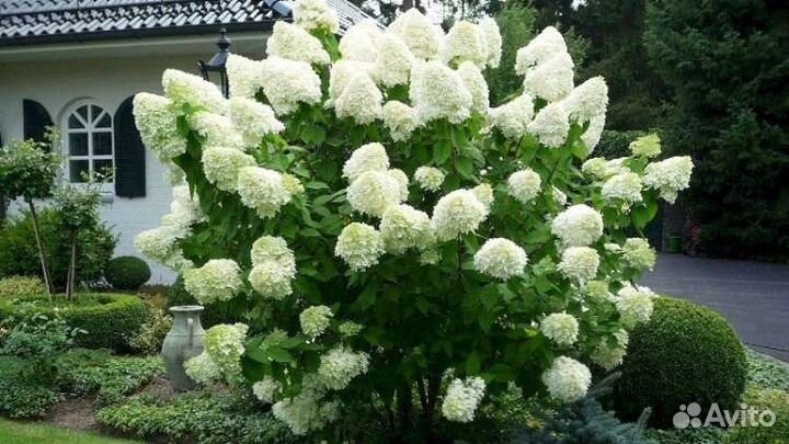 Гортензия метельчатая Полярный медведь