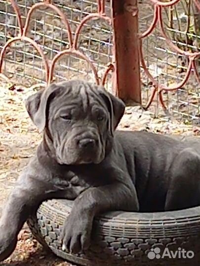 Щенки кане корсо