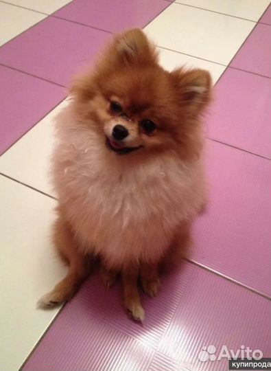 Щенки шпица мини