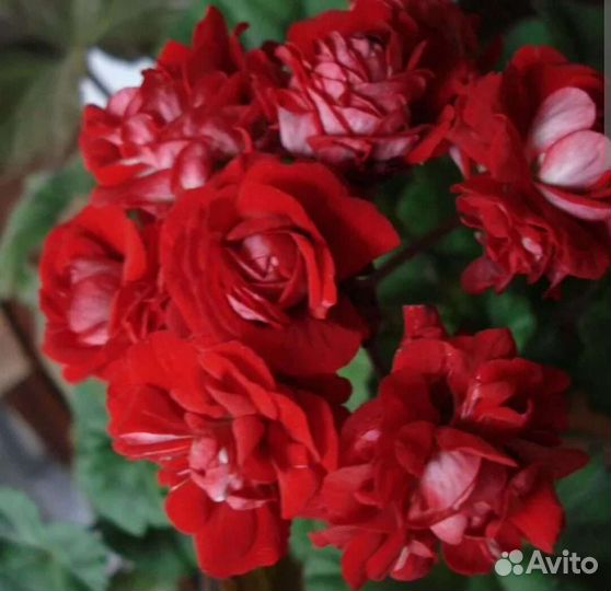 Цветы для дома