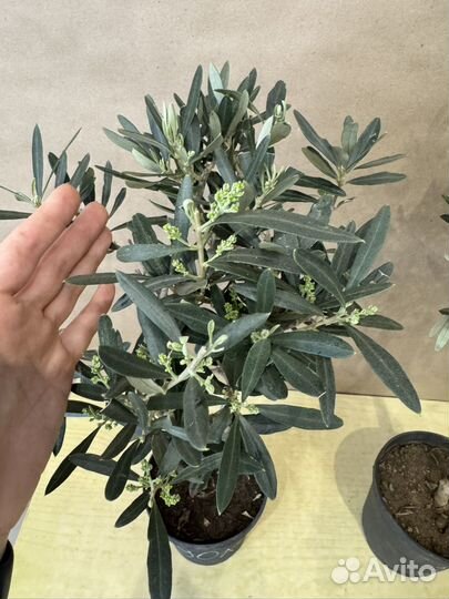 Оливковое дерево