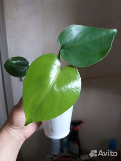 Комнатные цветы. Фото 1 не продается