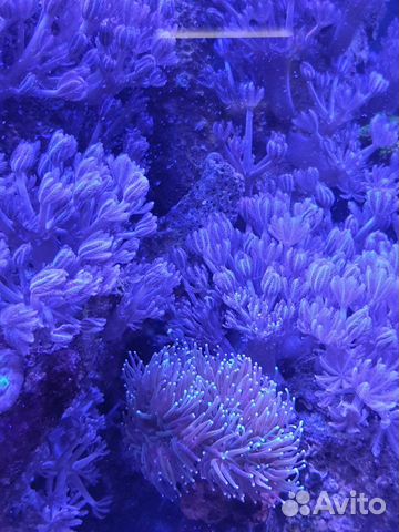 Коралл ксения пульсирующая