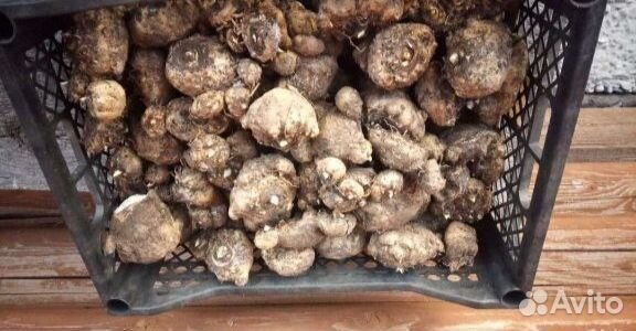 Луковицы Каллы Цветы