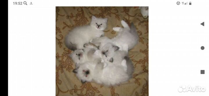 Котята невской маскарадной