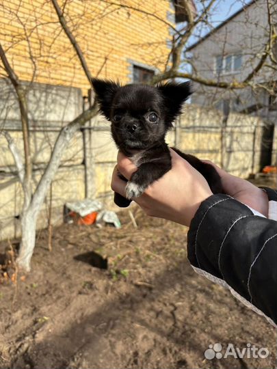 Девочка-мини