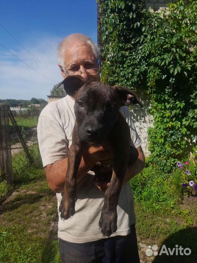 Щенки амстаффа