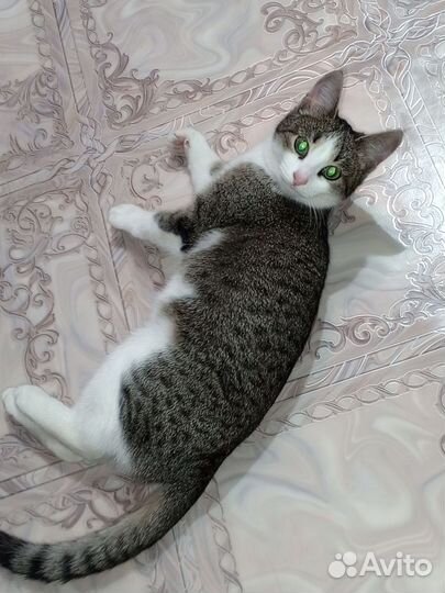 Европейская кошка