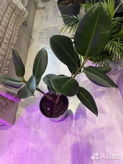 Комнатные цветы