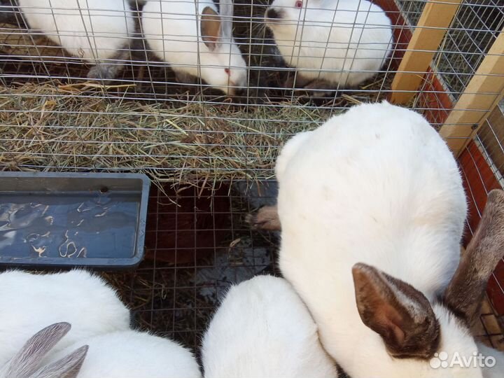 Калифорнийкие кролики