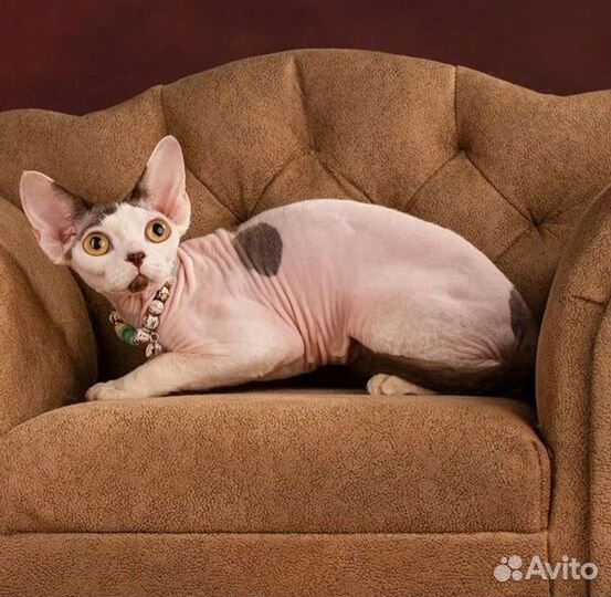 Девон-Рекс кошка