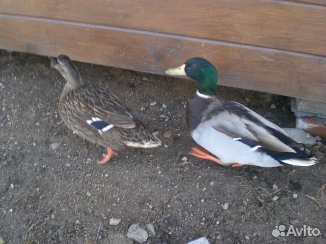 Селезни подсадной утки