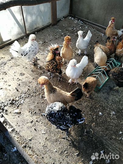 Алтайские бентамки