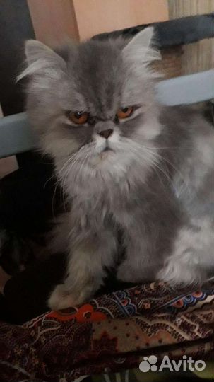 Котёнок персидский