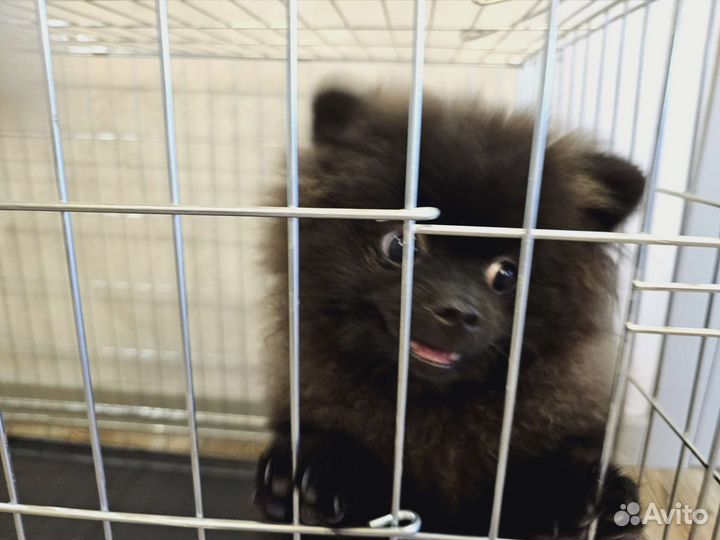 Клетка для собак двухдверная Trixie